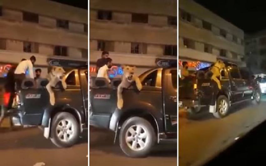 In this viral video Watch how Man in Pakistan Takes pet Lioness in busy traffic