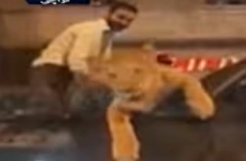 In this viral video Watch how Man in Pakistan Takes pet Lioness in busy traffic