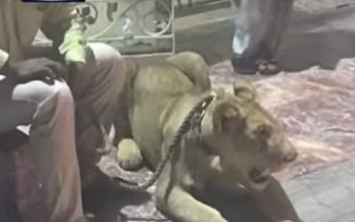 In this viral video Watch how Man in Pakistan Takes pet Lioness in busy traffic