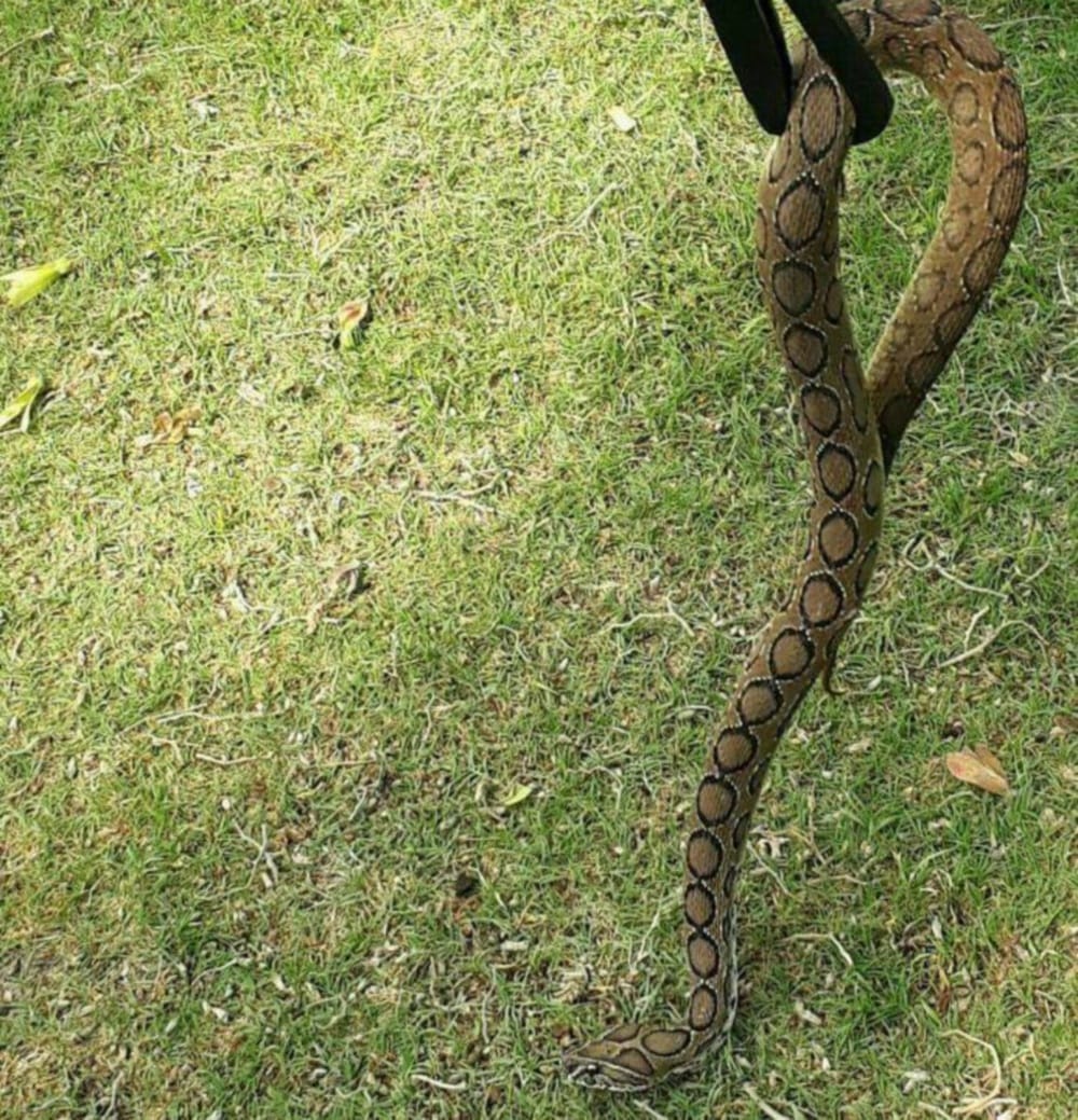 poisonous russell viper rescue snake from colony in dehradun