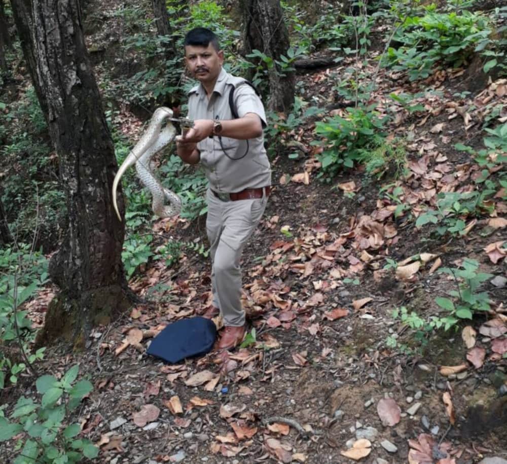 most poisonous common krait snake found in Water tank