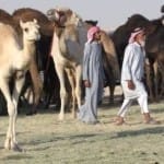 camels