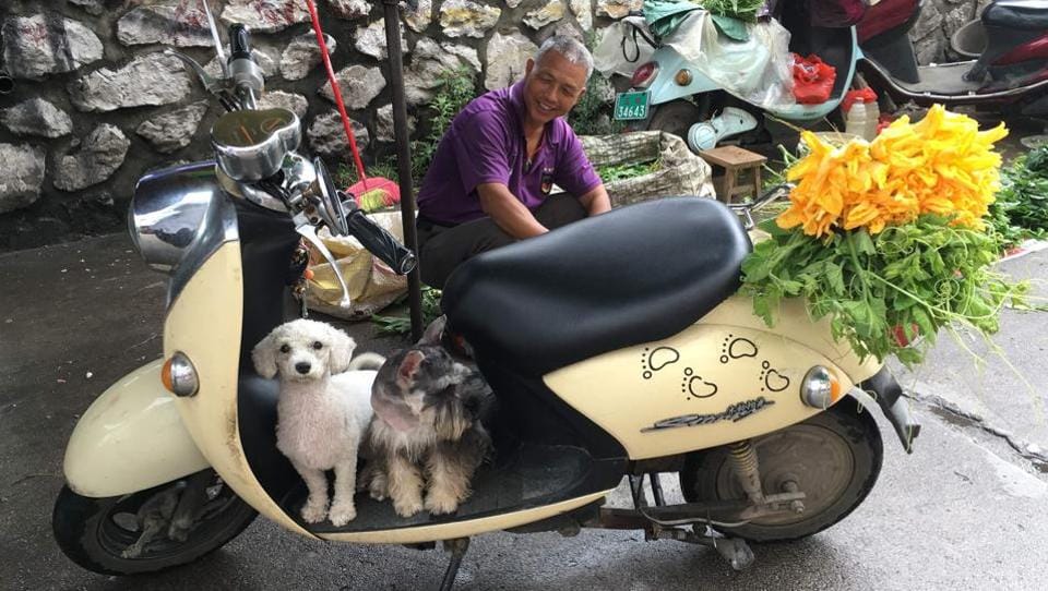China’s dog meat festival opens despite ban rumours
