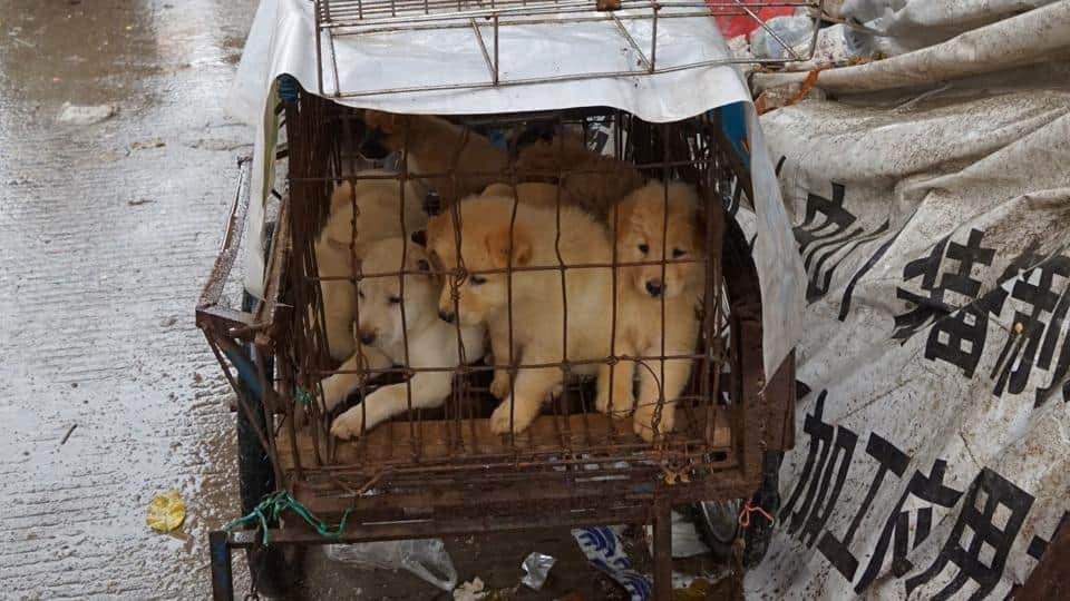 China’s dog meat festival opens despite ban rumours