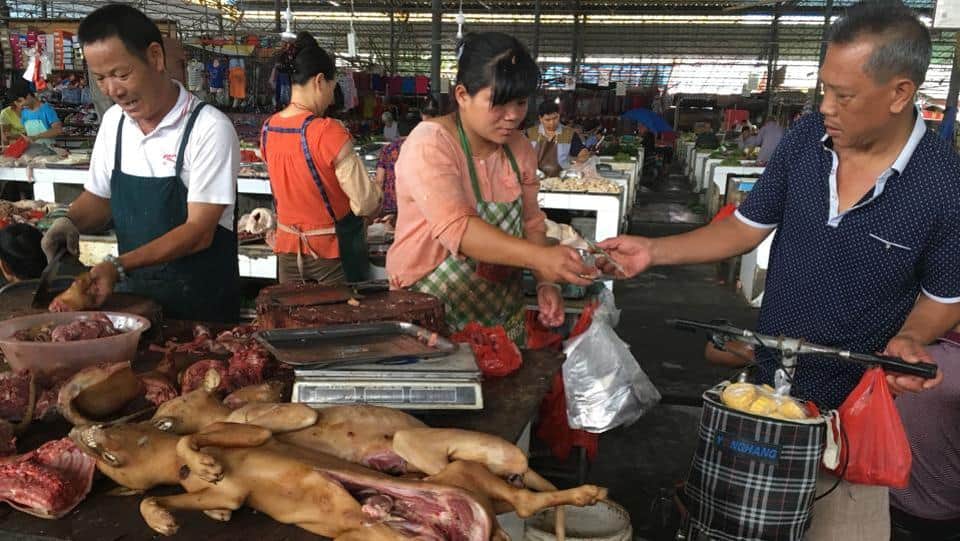China’s dog meat festival opens despite ban rumours