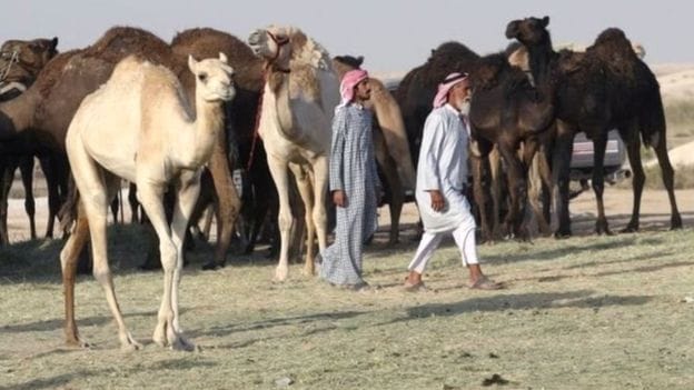 Saudi Arabia has imposed strict rules on Qatar's camels and sheep