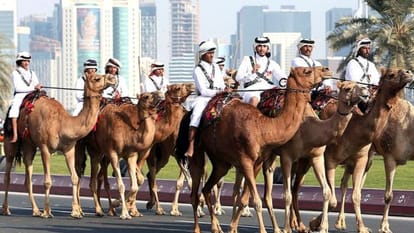 Saudi Arabia has imposed strict rules on Qatar's camels and sheep