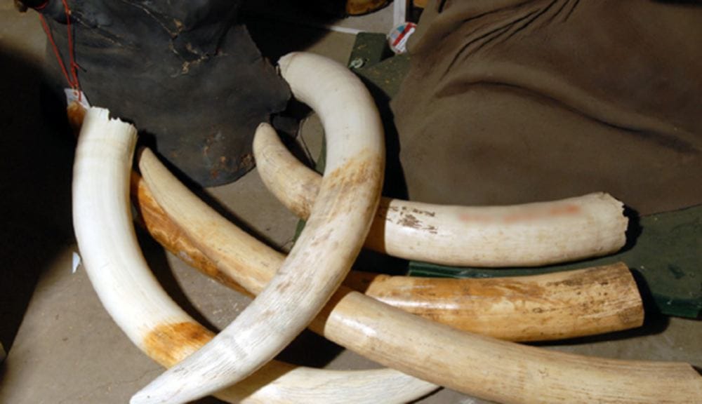 two arrested with elephant teeth