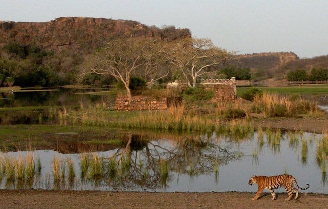 ntca lashes out at forest department of rajasthan on opening tiger reserves during monsoon