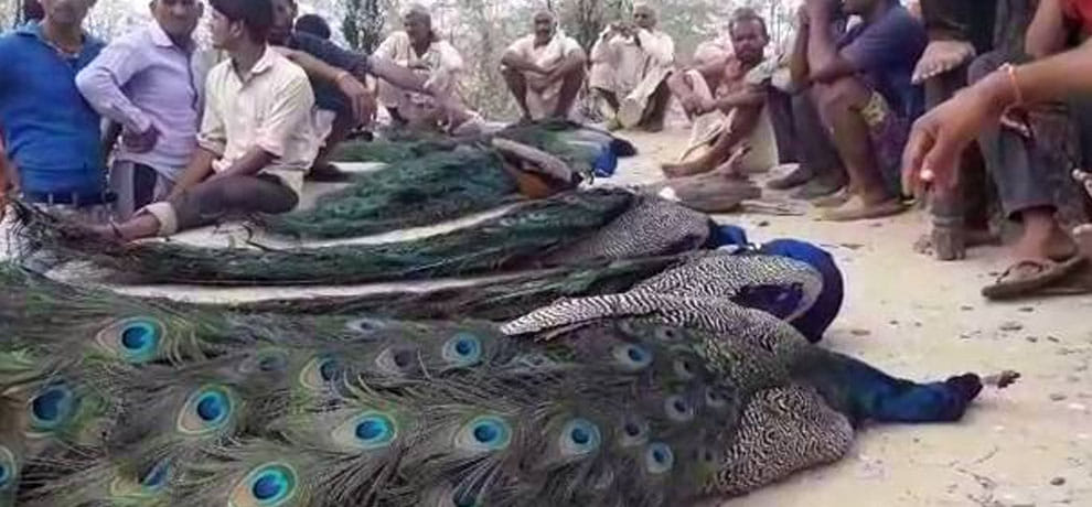 More than 21 peacocks found dead in morena's Sumawali forest area of madhya pradesh