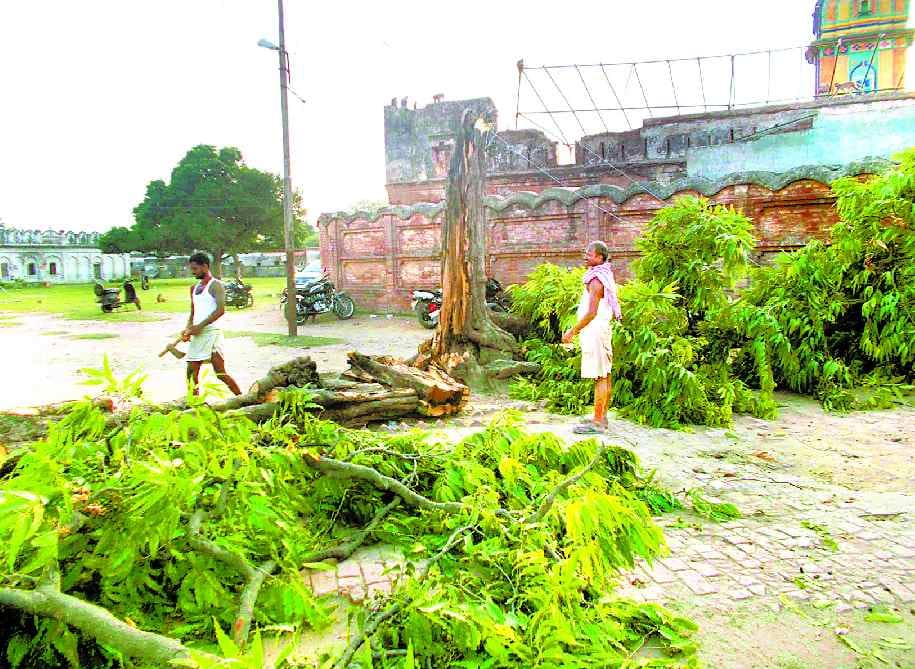 The collapsed tree fell from the acquired area