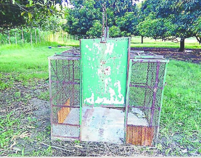 Cage prepared, not yet leopard leopard