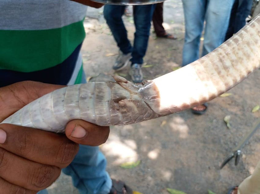 Cobra with vestigial legs found in telangana, this rare species extincted 900 crore years ago 