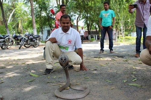 Cobra with vestigial legs found in telangana, this rare species extincted 900 crore years ago 