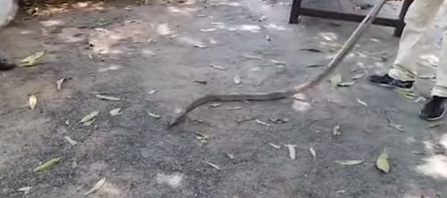Cobra with vestigial legs found in telangana, this rare species extincted 900 crore years ago 