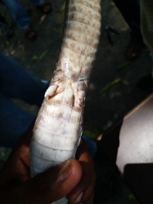 Cobra with vestigial legs found in telangana, this rare species extincted 900 crore years ago 