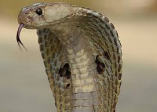 Cobra with vestigial legs found in telangana, this rare species extincted 900 crore years ago 