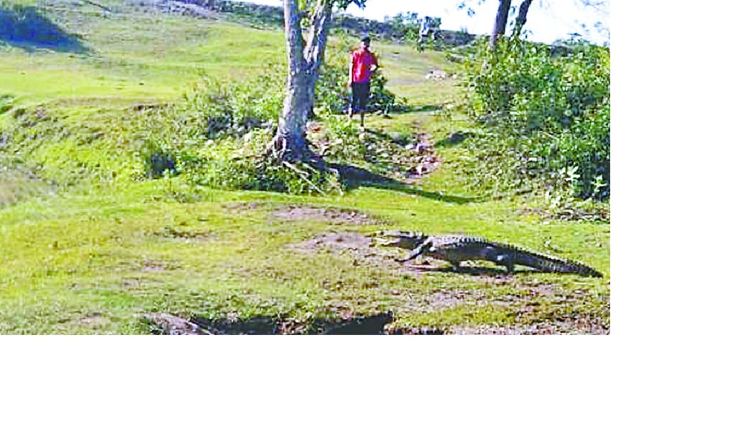 Crocodile panic again in Mazgaon