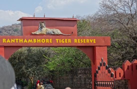 the good news from Ranthambore