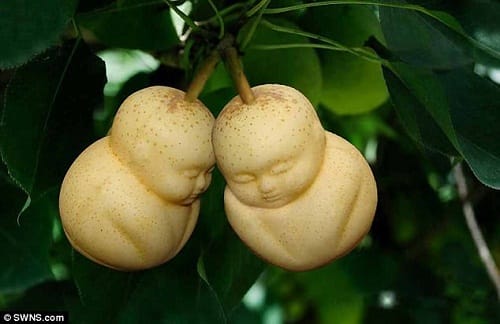 Chinese firm fruit mould is famous for growing strange fruits