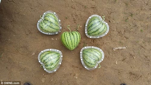 Chinese firm fruit mould is famous for growing strange fruits