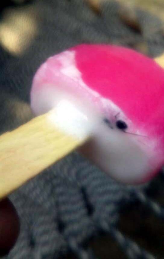 Insects in the ice cream.