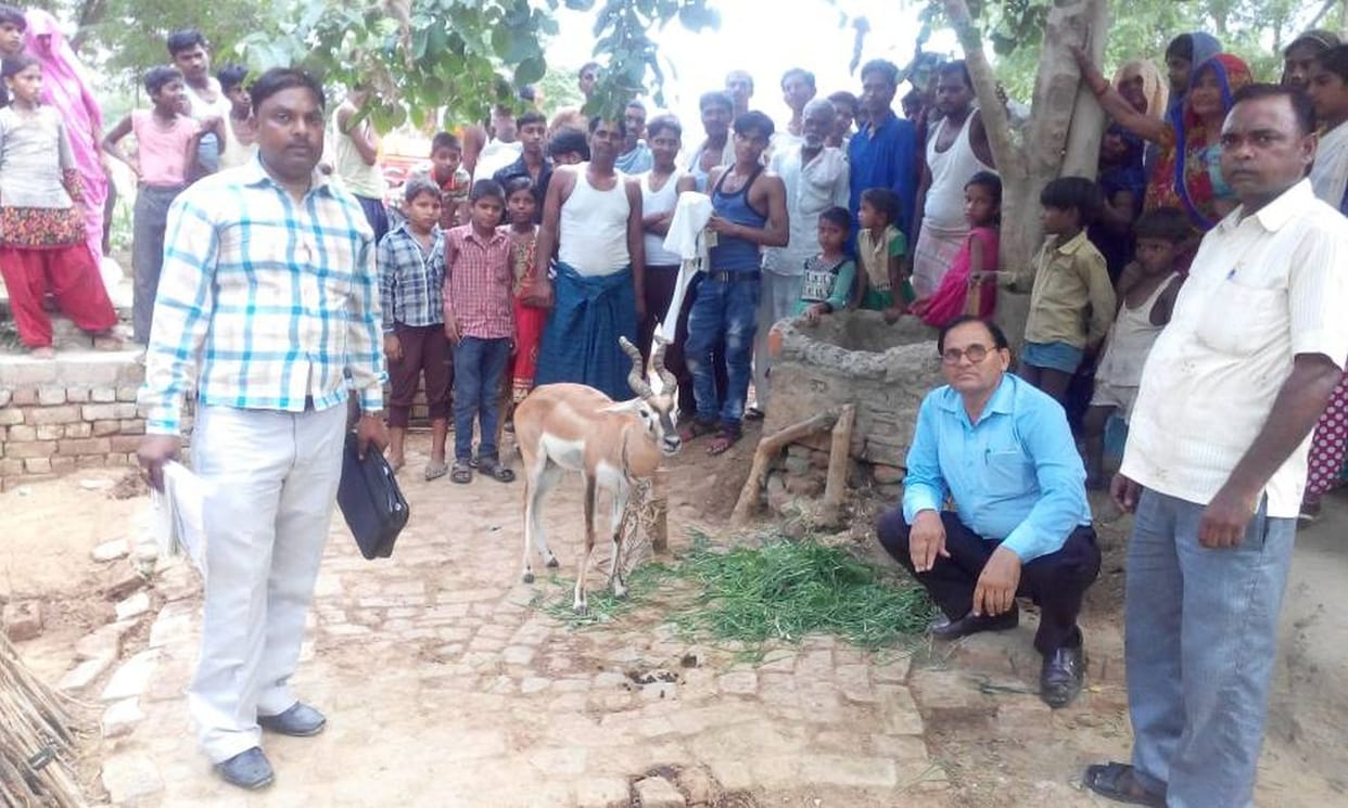 गांव में घुसे हिरन पर जानवरों ने किया हमला