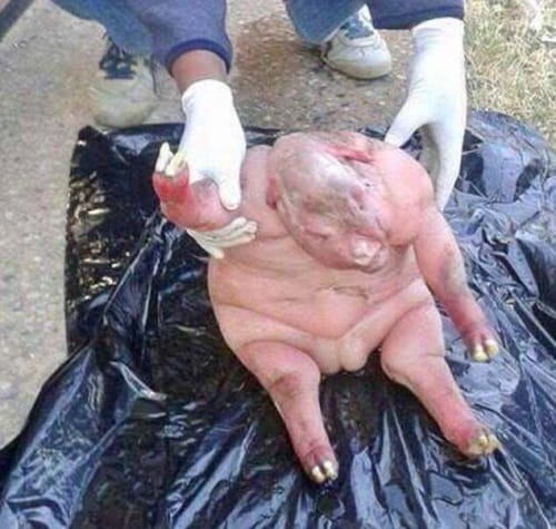 sheep gives birth to horrendous human faced lamb at Lady Frere in South Africa