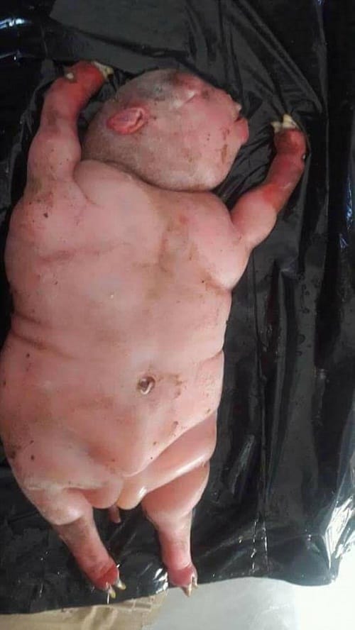 sheep gives birth to horrendous human faced lamb at Lady Frere in South Africa
