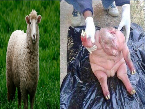 sheep gives birth to horrendous human faced lamb at Lady Frere in South Africa