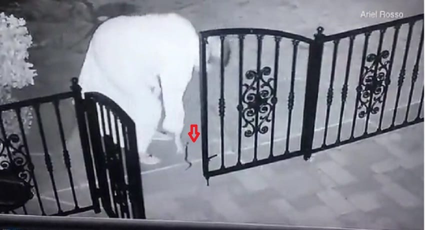 woman freaks out after picking rattlesnake mistaking it with dog toy 