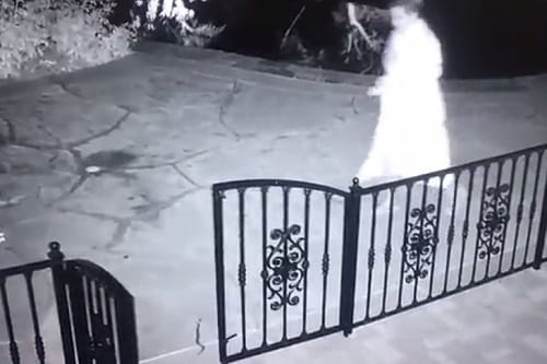 woman freaks out after picking rattlesnake mistaking it with dog toy 