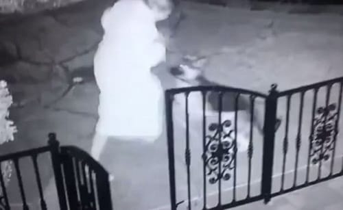 woman freaks out after picking rattlesnake mistaking it with dog toy 