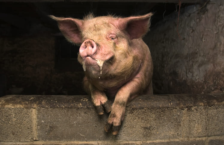 Mexico: Farmer dies after pig bit off his penis and three fingers