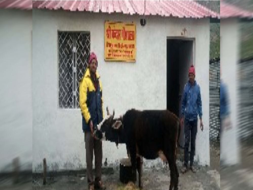 special cow reached in kedarnath dham 