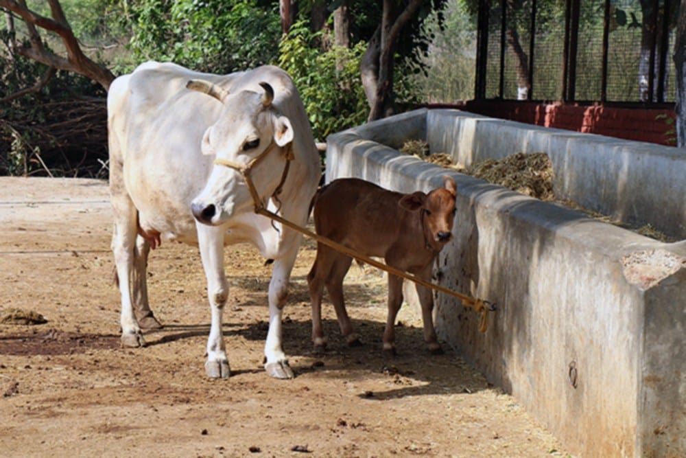After Uttar Pradesh and Haryana now Bihar to shut illegal abattoirs