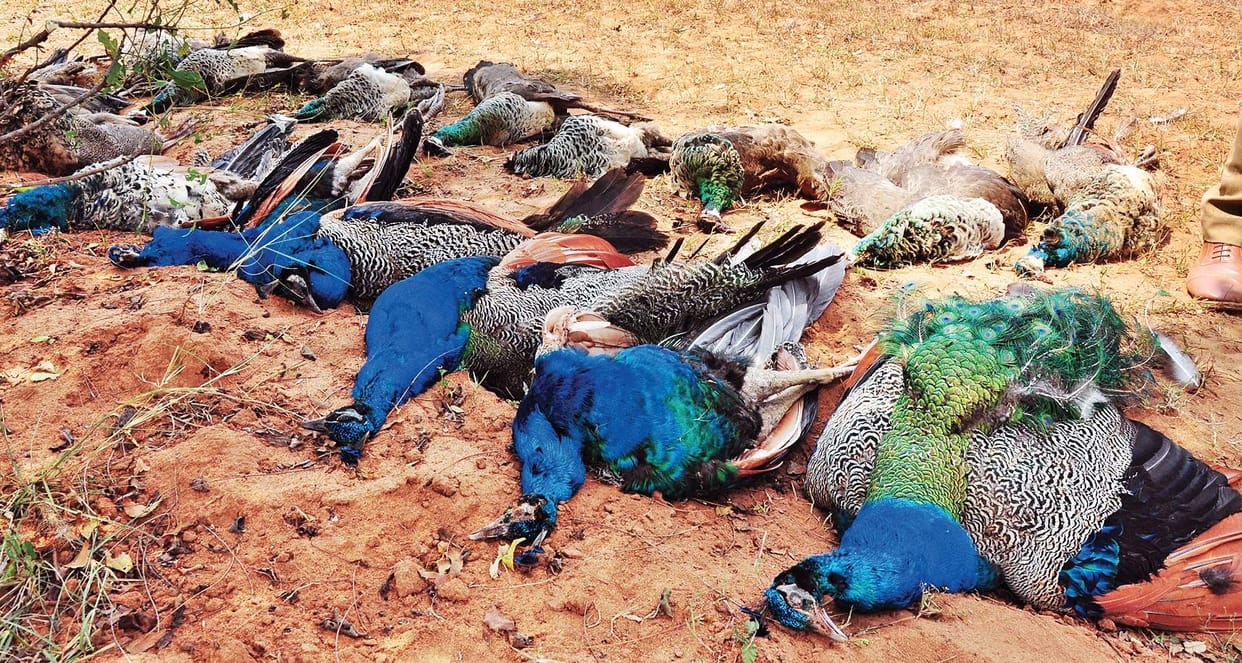 National birds on the target of predators, 18 dead peacock found  