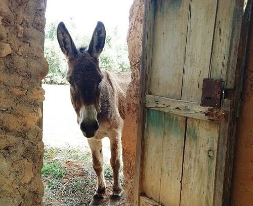 Man caught having sex with donkey now owner wants him to marry the animal