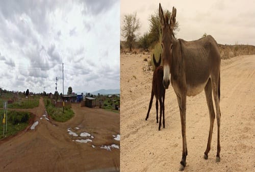 Man caught having sex with donkey now owner wants him to marry the animal