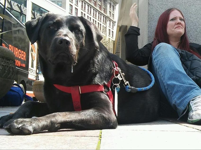 Seattle famous bus riding dog Eclipse is facebook craze now