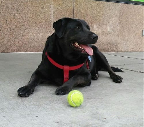 Seattle famous bus riding dog Eclipse is facebook craze now
