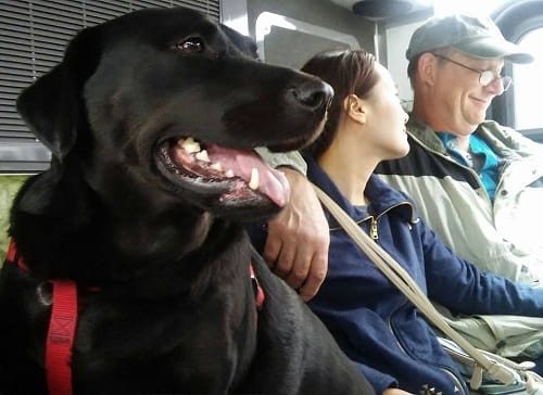 Seattle famous bus riding dog Eclipse is facebook craze now