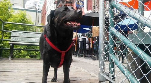 Seattle famous bus riding dog Eclipse is facebook craze now