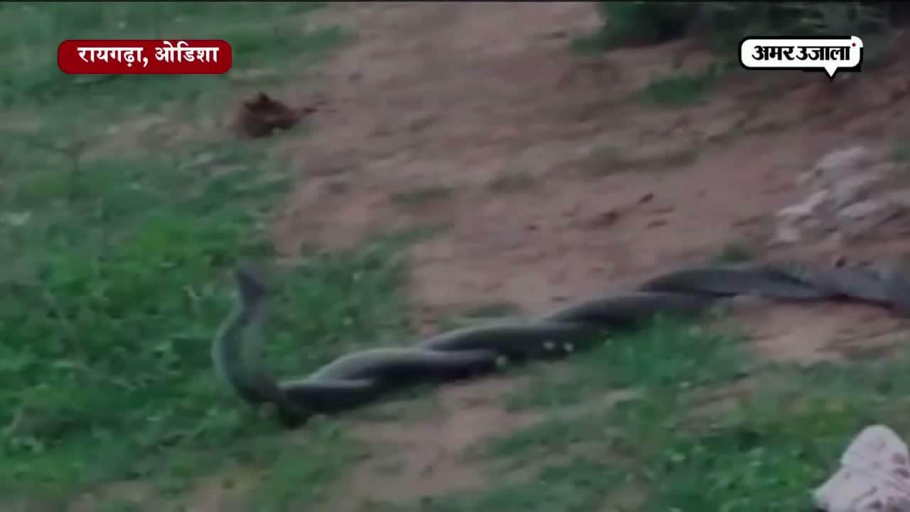 ओडिशा, कोबरा, वायरल वीडियो 