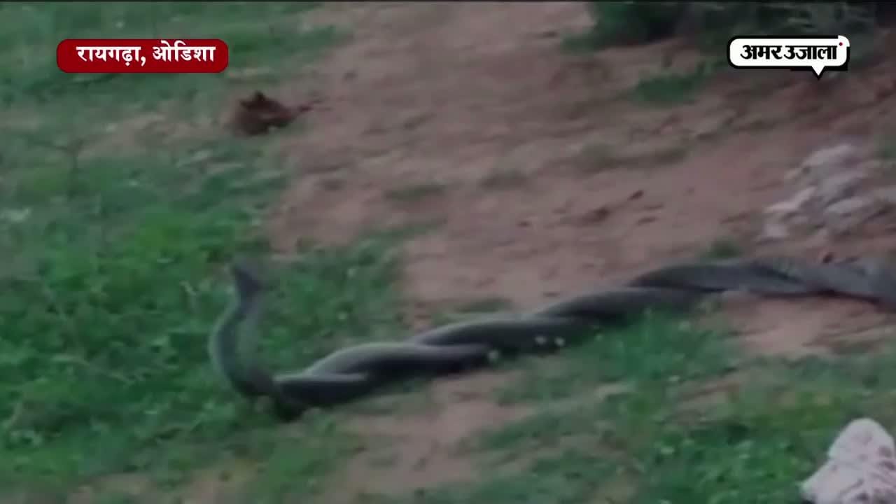 ओडिशा, कोबरा, वायरल वीडियो 