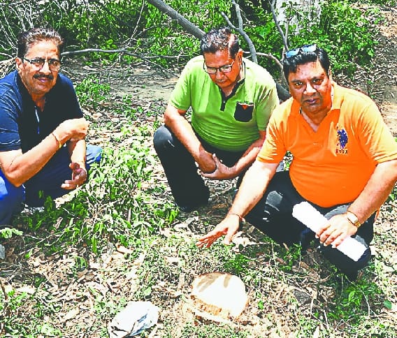 Thieves chopped sandalwood trees 