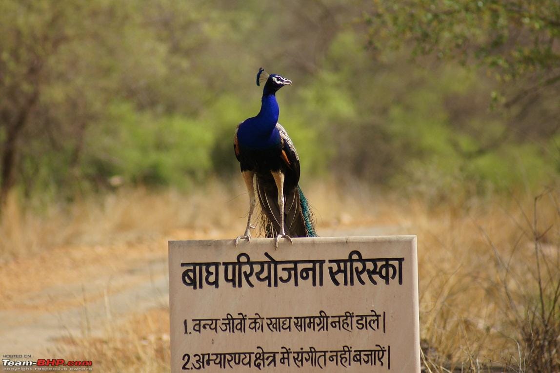 poachers movement again in sariska tiger reserve