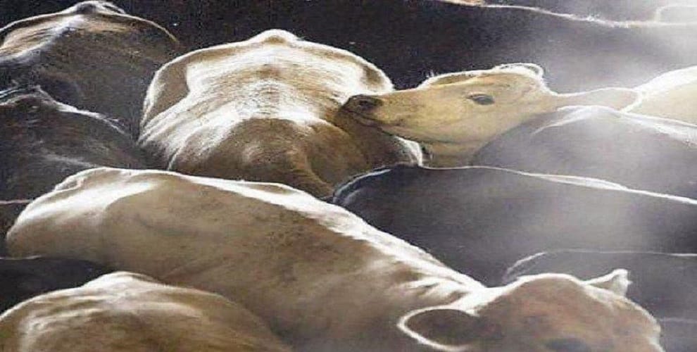 Varanasi police recovered cattle from containers five accused arrested