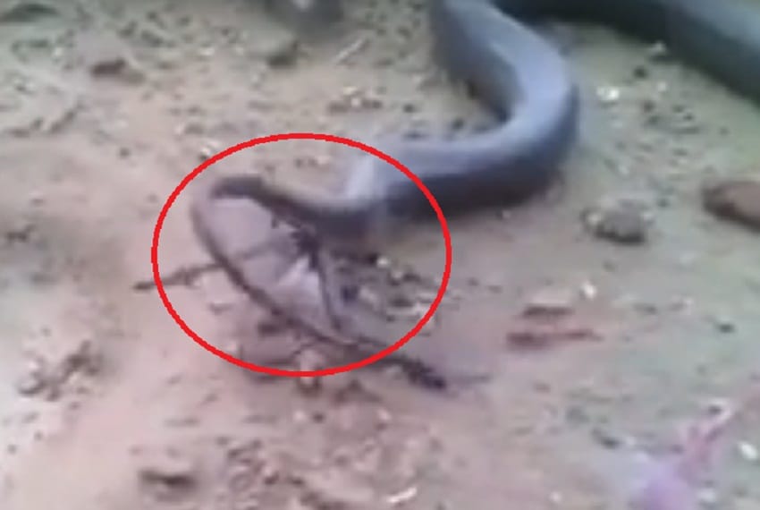 Watch snake giving birth to young ones