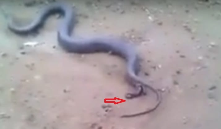 Watch snake giving birth to young ones